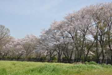 井頭公園
