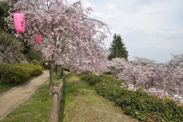 桜まつり