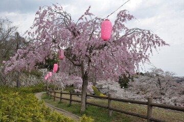 桜まつり