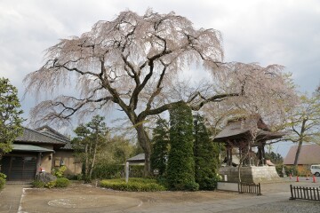 芳全寺
