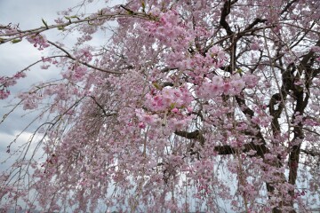シダレ八重桜