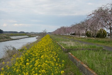 五行川桜づつみ