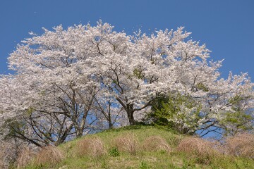 満開の桜