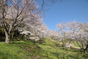 満開の桜
