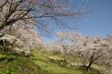満開の桜