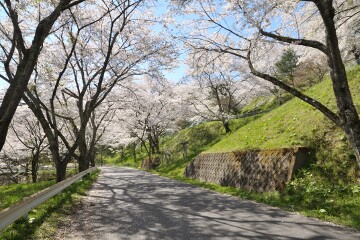 桜並木