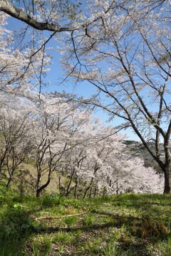 満開の桜