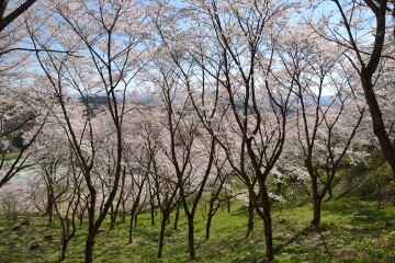満開の桜