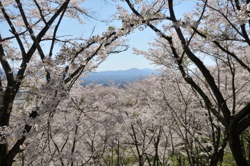 満開の桜