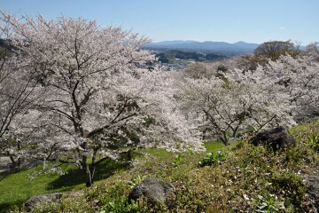 満開の桜