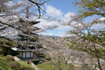 桜と五重塔