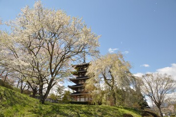 桜と五重塔