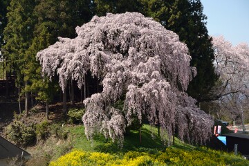 合戦場のしだれ桜