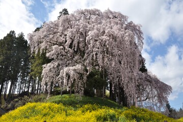 合戦場のしだれ桜