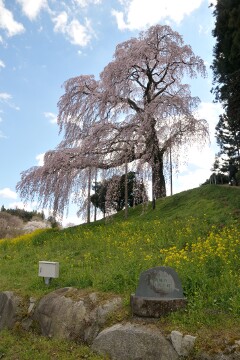 合戦場のしだれ桜