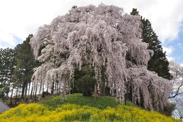合戦場のしだれ桜
