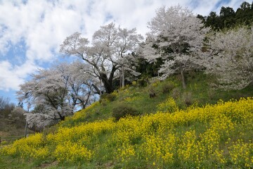 祭田の桜