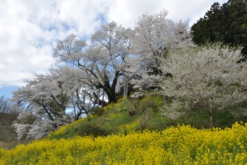 祭田の桜