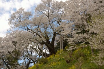 祭田の桜