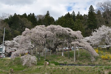 中島の地蔵桜