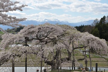 中島の地蔵桜