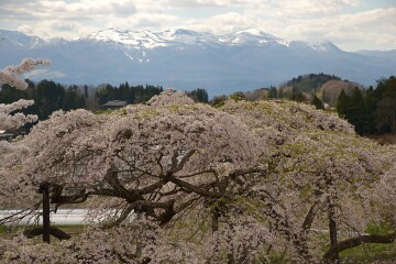 中島の地蔵桜