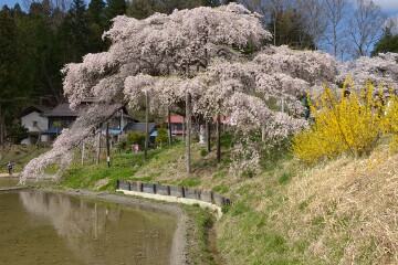 中島の地蔵桜