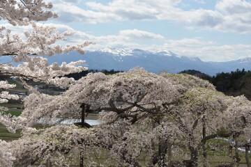 中島の地蔵桜