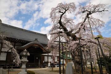 愛蔵寺の護摩桜