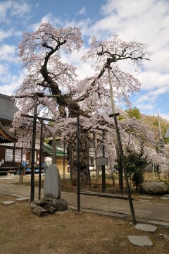 愛蔵寺の護摩桜