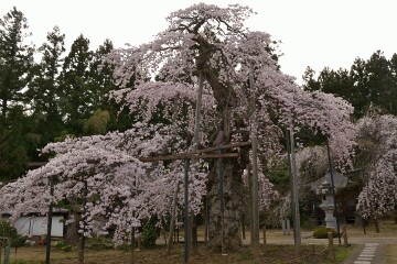 愛蔵寺の護摩桜