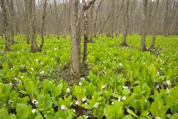 ハンノキとミズバショウ