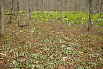カタクリとミズバショウ