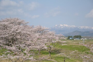 桜並木