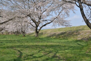 堤防と桜