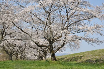 堤防と桜