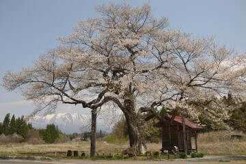 エドヒガンザクラ
