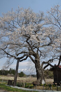 エドヒガンザクラ