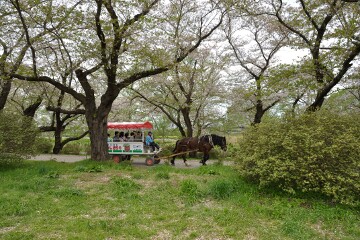 観光馬車