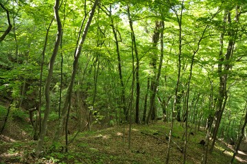 滝への道 嫗仙の滝