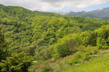 草津白根山 草津白根山
