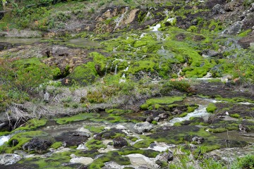 チャツボミゴケ群生地 チャツボミゴケ群生地