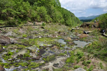 チャツボミゴケ群生地 チャツボミゴケ群生地