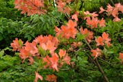 レンゲツツジ レンゲツツジ