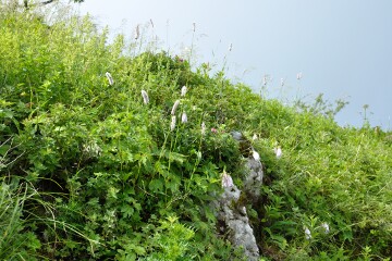 イブキトラノオ