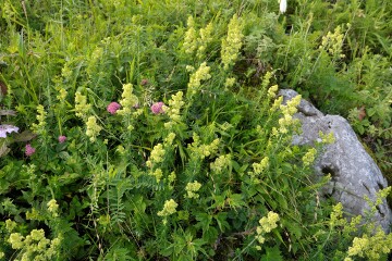 キバナノカワラマツバ