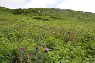 ミヤマコアザミ