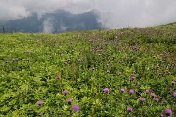 ミヤマコアザミ
