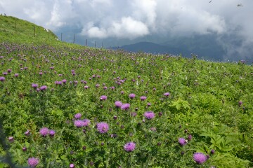 ミヤマコアザミ