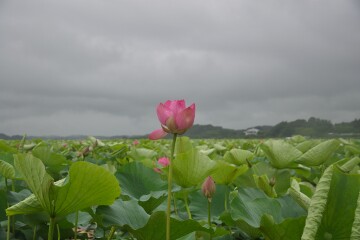 ハスの花 ハスの花